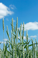 Image showing Green wheat spikes