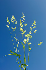 Image showing Cocksfoot against blue sky