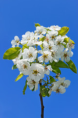 Image showing Flowering cherry branch