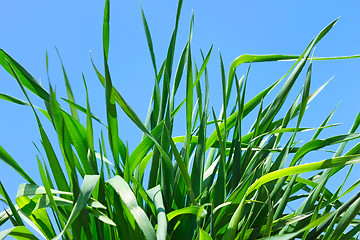Image showing Young green grass