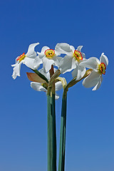 Image showing Bouquet of narcissus