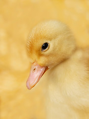 Image showing Small duckling on yellow