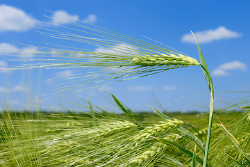 Image showing Barley spikelets