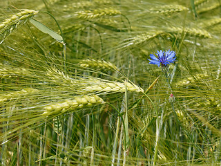 Image showing Cornflower among barley field