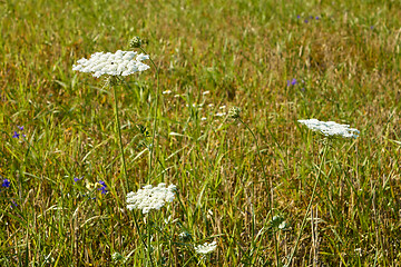 Image showing Flowering Apiaceae Plants