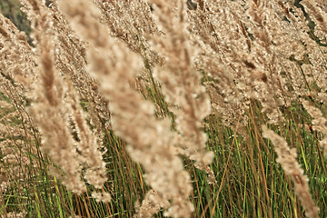 Image showing Cereal herbal texture