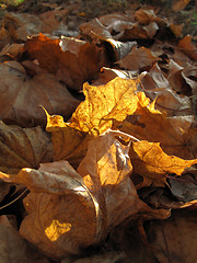 Image showing dry autumn leaves