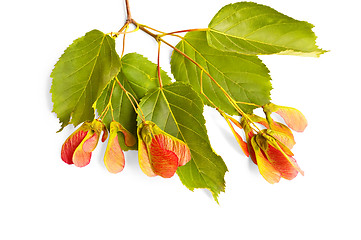 Image showing Branch of maple leaves and seeds