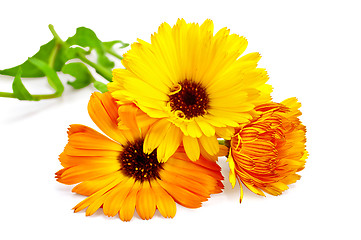 Image showing Calendula