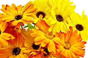 Image showing Calendula Bouquet