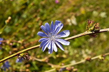 Image showing Chicory