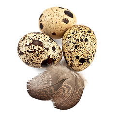 Image showing Eggs quail