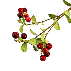 Image showing Lingonberry on a branch