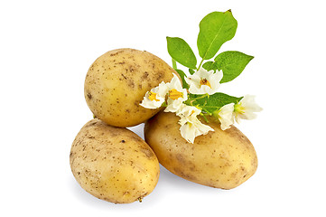 Image showing Potato yellow with a flower