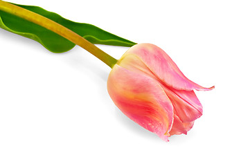 Image showing Tulip pink