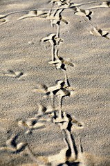 Image showing Birds footprint.