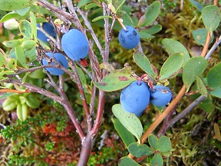 Image showing Bog blueberries