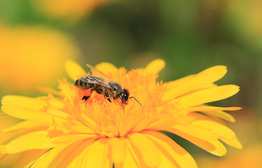 Image showing Honeybee