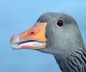 Image showing Greylag goos