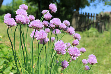 Image showing Chives