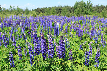 Image showing Lupin flowers