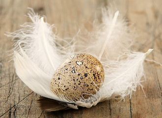 Image showing Easter still life with quail eggs and feathers.