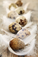 Image showing Easter still life with quail eggs and feathers.