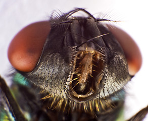 Image showing housefly