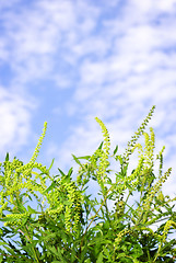 Image showing Ragweed plant