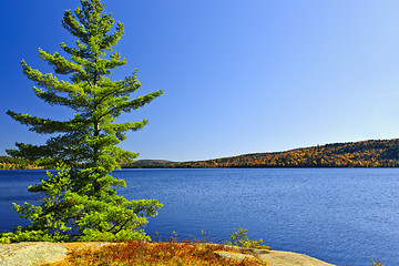 Image showing Pine tree at lake shore