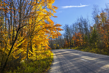 Image showing Fall forest road