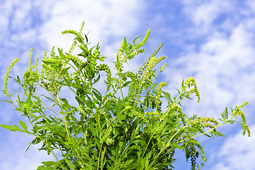 Image showing Ragweed plant