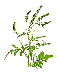 Image showing Ragweed plant