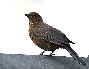 Image showing Femaleblackbird