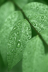 Image showing Droplets of dew on leaves