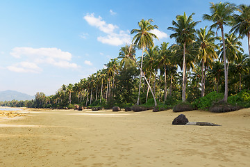 Image showing Tropical landscape with palm