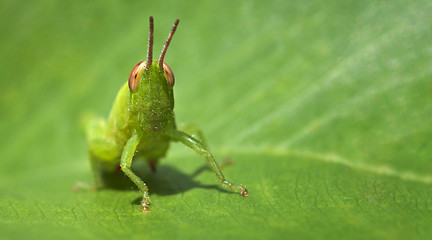 Image showing Green funny grasshopper on a leaf - business card format