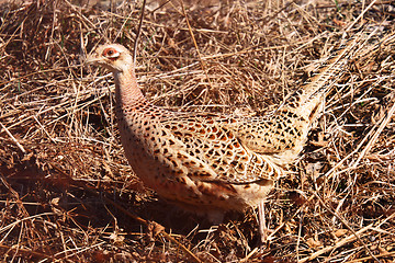 Image showing female pheasant