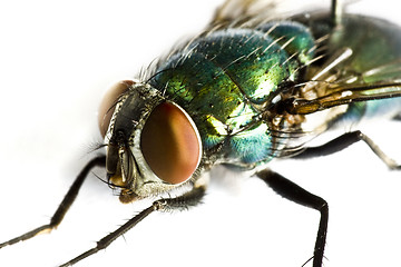 Image showing iridescent house fly in close up