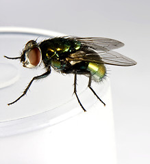 Image showing house fly in close up shot