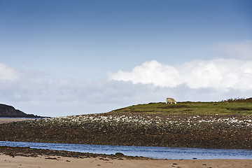 Image showing single sheep in blue sky