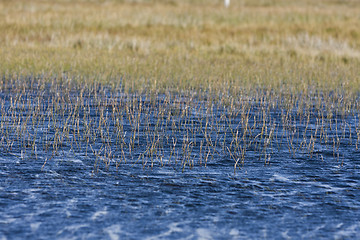 Image showing weed in blue water