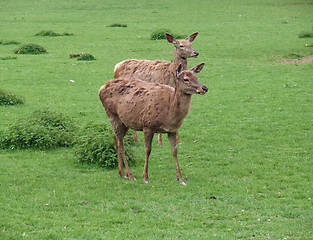 Image showing red Deers on green grassland