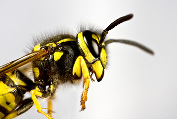 Image showing head of wasp in grey background