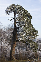 Image showing Old tree