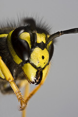 Image showing head of wasp in grey background