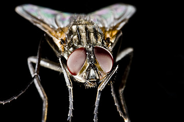 Image showing Hose fly with black background and huge compound eyes