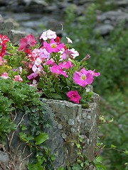 Image showing Rock Planter