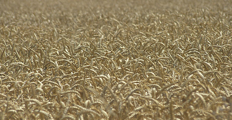 Image showing Wheat Field