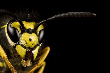 Image showing head of wasp in black background